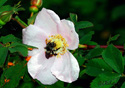 Rosa canina